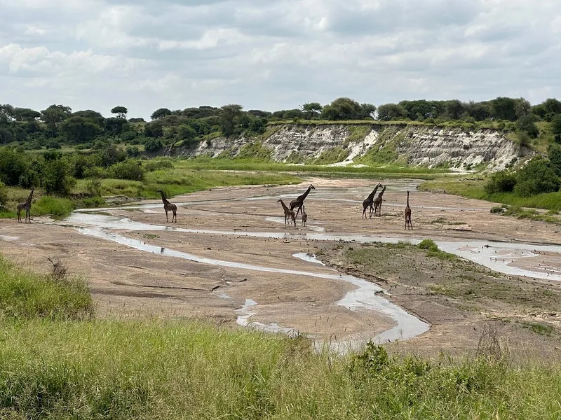 2 Days Explore Tarangire and Lake Manyara National Park - Tanzania safari gallery image